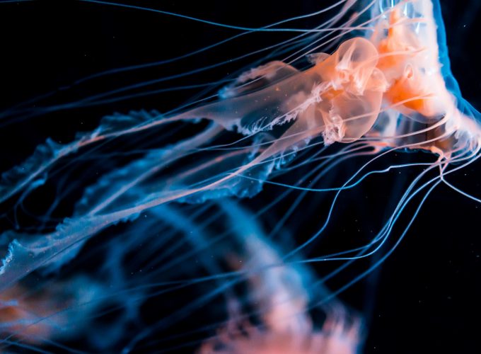 Wallpaper Jellyfish, diving, tourism, underwater, Animals 396344346